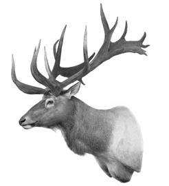 The area boasts the largest herd of Rocky Mountain elk in the world, along with a large