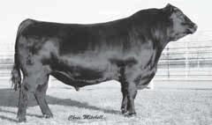 Reference Sire Reference Sire G A R Ultimate 15464043 birth date: 8/21/06 Tattoo: 6226 Sire: S S OBJECTIVE T510 0T26 # MGS: RAB-GAR LOAD UP 4049J CED 5 BW 2.5 WW 62 YW 103 SC.26 CEM 6 MILK 27 MARB.