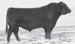 Reference Sire Reference Sire 21AR Coal Bank C014 14267926 birth date: 1/15/02 Tattoo: C014 Sire: BASIN MAX 602C # MGS: N BAR EMULATION EXT # CED 10 BW -0.3 WW 51 YW 98 SC.42 CEM 6 MILK 32 MARB.
