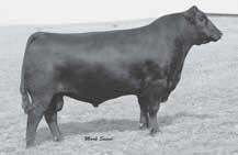 3 WW +44 Milk +27 YW +83 CE Marb +.71 RE +.65 PAP 39 Finding a bull with carcass numbers like LOT 7 doesn t happen everyday.