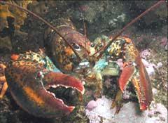 Other factors affecting lobster catches