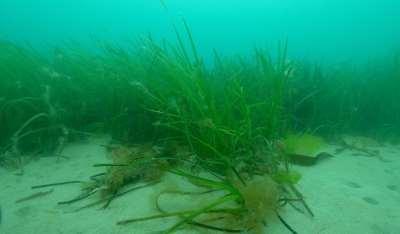 resilience and recovery such as biogenic features (seagrass, maerl) Sensitivity to habitat change was high for all