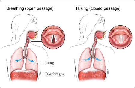 Air from pharynx enters larynx Contains 2 thin sheets of elastic ligaments (vocal cords)