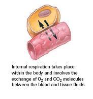 Respiration-all processes involved in