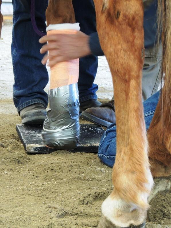 Participants learned to assess a horse from top to bottom.