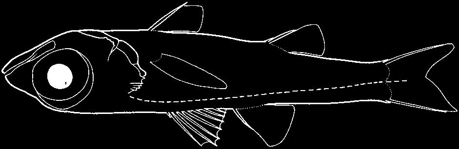 mouth large, strongly oblique continuous dorsal fin with 10 spines and 11-15 soft rays pelvic-fin insertion in front of pectoral fins pelvic fins joined to body by a skin