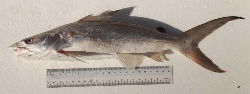 Blackbanded trevally from st. no.
