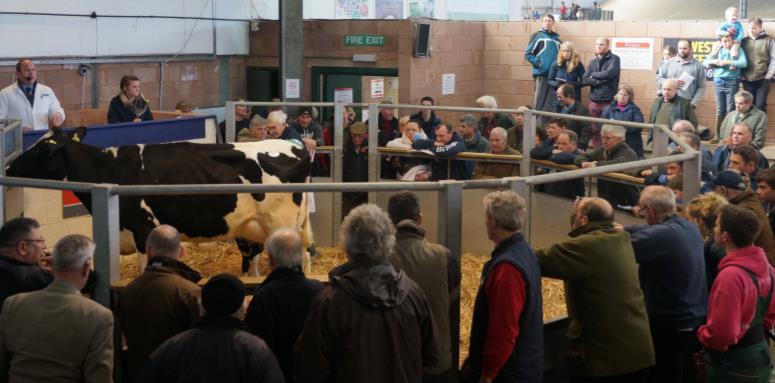 Loose housed Cows a flying trade to 2000gns!
