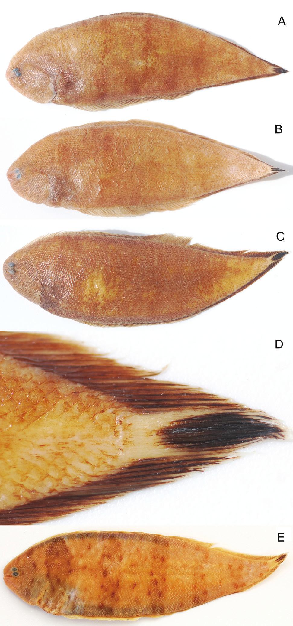 306 van der Heiden et al.- Symphurus ocellaris, a new addition to marine fish fauna pattern of proximal dorsal-fin pterygiophores and neural spines (Tables 1 and 2).