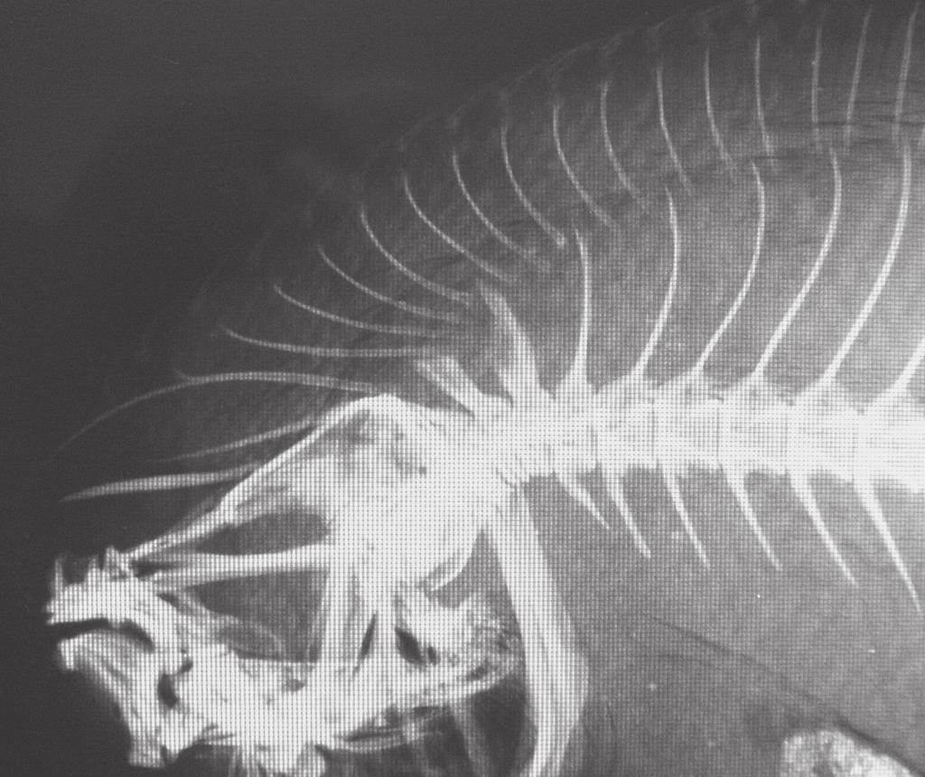 Revista Mexicana de Biodiversidad 82: 305-310, 2011 309 Figure 2. Radiograph of anterior region of Symphurus ocellaris (CIAD 1991-115, 134.