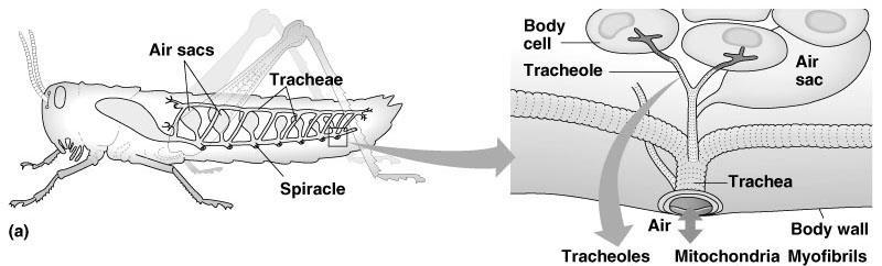 II. Respiratory Adaptations Insect Arthropods Tracheal System: composed of branched air tubes continuous with openings in the body wall called Spiracles.