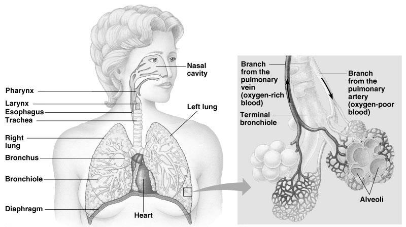 Mammalian Gas Exchange Lungs: because the respiratory surface of a lung is not in direct contact with all other parts of the body, the gap must be bridged by the circulatory system, which transports