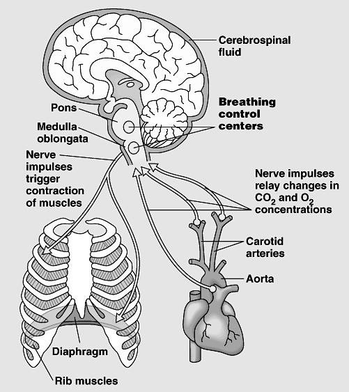 V. Control of Breathing Breathing Center Breathing rate is controlled by Breathing Control Centers located in the medulla & the pons of the brain.