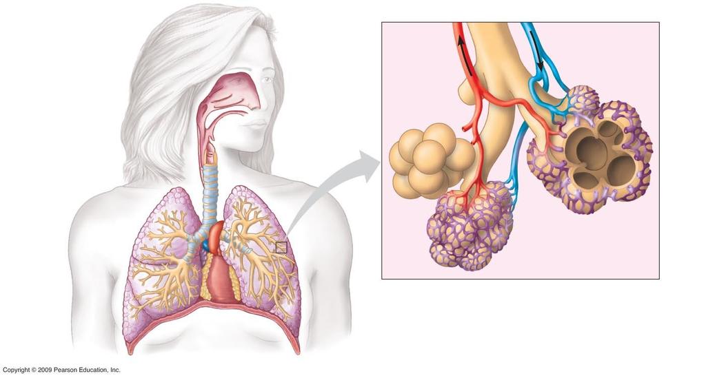 Oxygen-rich blood Oxygen-poor blood Nasal cavity Bronchiole Pharynx (Esophagus) Larynx