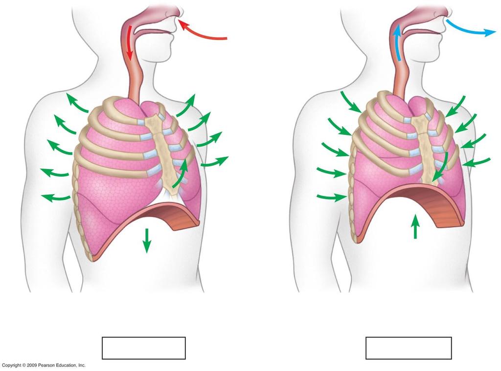 Rib cage expands as rib muscles contract Air inhaled Rib cage gets smaller as rib muscles relax Air