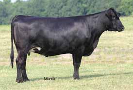 She is sired by AUTO Will Power 160X, the $35,000 half interest valued sire purchased by Edwards Land & Cattle Co., Beulaville, NC from Pinegar Limousin, Springfield, MO.