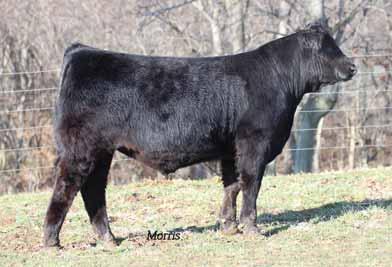 05Z is long fronted, smooth made and has tremendous spring of rib. This young Lim-Flex offers calving ease with a 55 weaning and a 104 yearling respectively. In addition he has a 26 milk EPD and a.