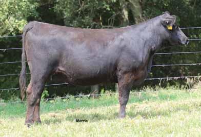 14 One of the top lots from Riverside Valley Farm Sired by LH Rodemaster 338R and from a female bred in the Wies program and sired by Wulf;s Urban Cowboy back to a daughter of In Focus She posts a