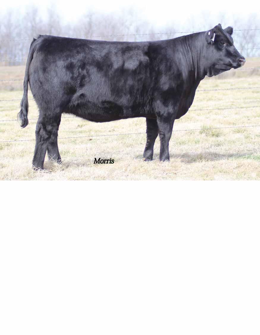8 PROMINENT COW/CALF PAIR LOT 3 MCBN You Gotta See Me 152 MCBN YOU GOTTA SEE ME 152 3 Lim-Flex (50) Cow 09.03.