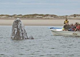 see whales right from the dock! At the end of the two-hour session, the boat driver will ferry you across the bay to our exclusive base camp on a sand-dune barrier island.