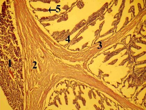 03 Female 5.18 0.44 3.07 0.08 1.85 0.05 1.11 0.04 Histology: Pyloric caeca is encapsulated by a thick circular smooth muscle in which the nucleoli are oval and euchromatic.