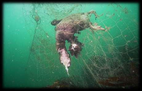 Ghost Gear the economic impact Over 90% of species caught in ghost gear are of commercial value Retrieval of 10% derelict crab pots in Virginia yielded 13.