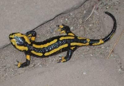 AKA Salamanders Have a tail Order