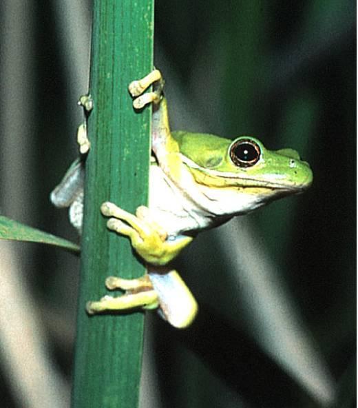 Frogs & Toads No tail External fertilization Indirect development in most Order