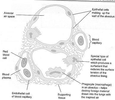 Diagram of cross section through two alveoli Page