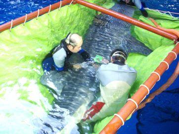 Husbandry Training for Whale Shark Typical procedure for blood sampling: 1. Place it in a stretcher 2. Restrain it in the stretcher 3.