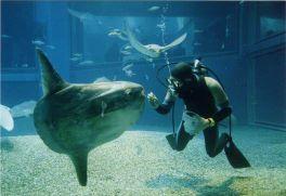Husbandry Training for Freshwater Bath (Ocean sunfish) Specimen Ocean sunfish (Mola mola) Sex: Unknown TL : 88cm BW : 40kg Volume of water in tank : 5,400 m 3