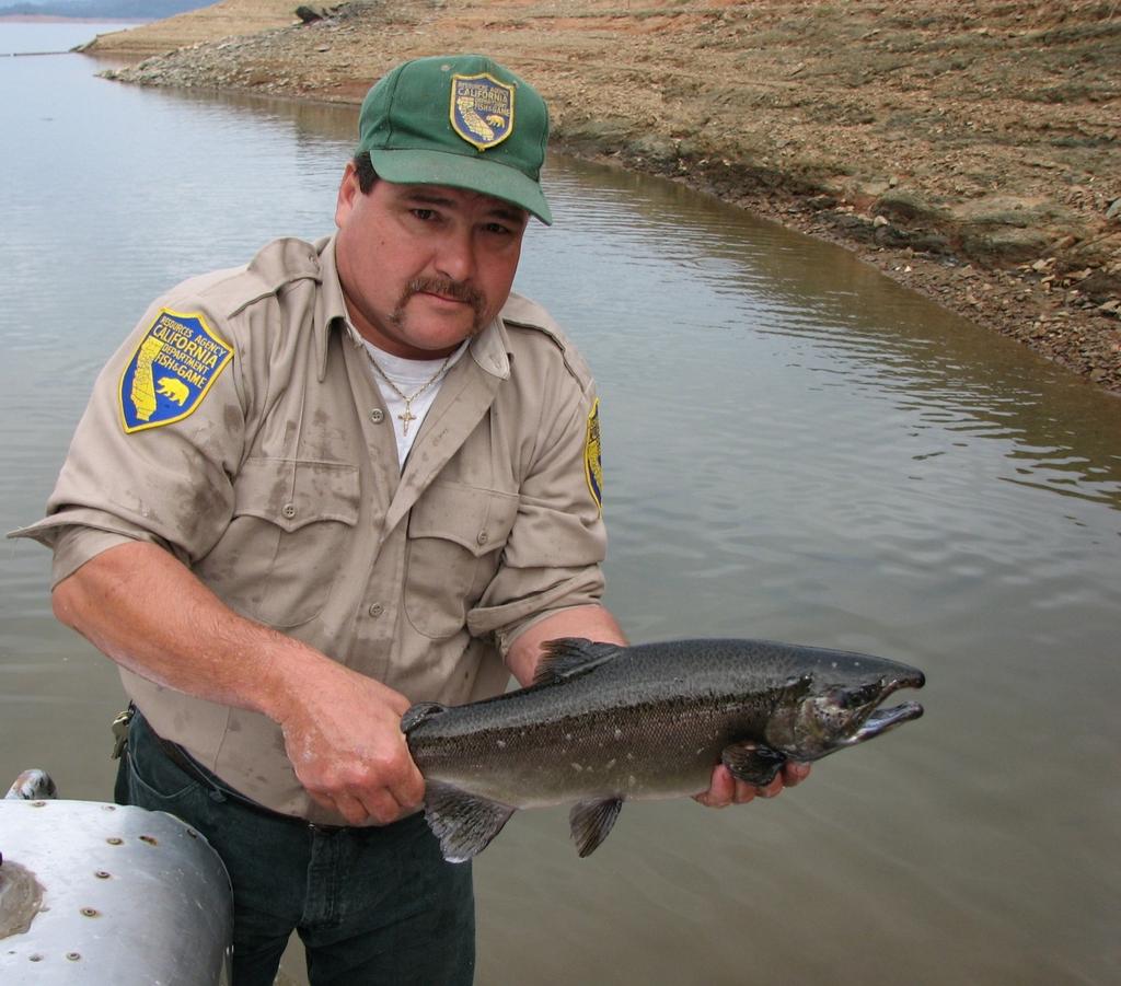 Current Lake Oroville Fish Stocking Program: Coho Salmon 170k 200k coho yearlings (annually) Put-and-grow type of program 13