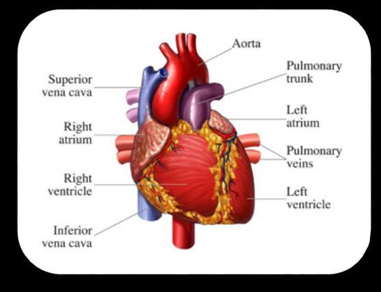 ANATOMY & PHYSIOLOGY FUNDAMENTALS b The heart consists of two upper chambers (atria) and two lower chambers