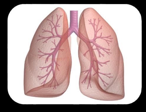 Heart The lungs function by transporting oxygen (O 2) from the atmosphere into the bloodstream, and releasing