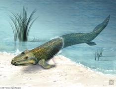 Sarcopterygii Vertebrate Evolution Lungfishes gave rise to tetrapods land vertebrates