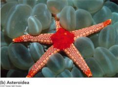 Class Asteroidea Sea stars central disc with five or more arms