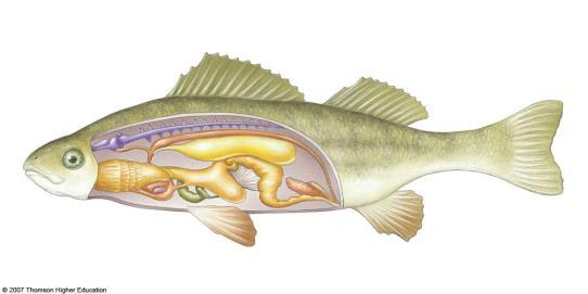 enamel) Lobe-finned (lungs) Lobe-finned fishes (1)
