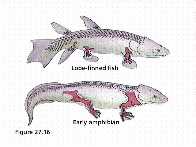 680 Lung fish branch: Sarcopterygii We used to