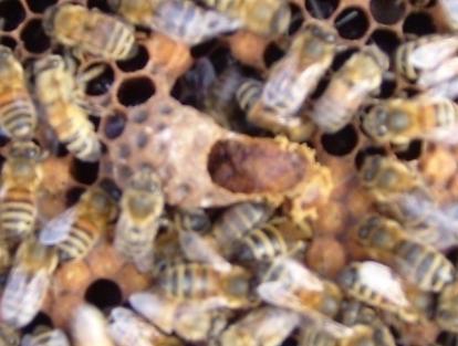 Once the queen has mated and begin to lay, the beekeeper can keep this hive or unite it with the new one (where he has put the old queen).
