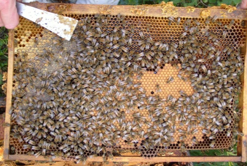 Capped honey Uncapped honey in cells Brood A frame with a very good pattern of broods Brood Larva Pollen with Honey Egg The broods are the last stage of the development