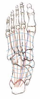 For all subjects, the barefoot condition demonstrated the greatest structural integrity in the arch system; the highest degree of hallux dorsiflexion, the highest arch apex (greatest structural