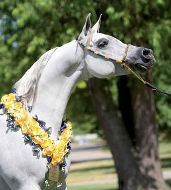 When it came to siring winners, Botswana once again had a fantastic Egyptian Event, as sixteen classes were won by his sons and daughters, in both halter and performance divisions.