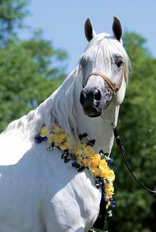 Mishaal HP, by Ansata Sinan, was the winner of the World Class Stallions, 10 and over, and was also named the Reserve Senior Champion Stallion of the show.
