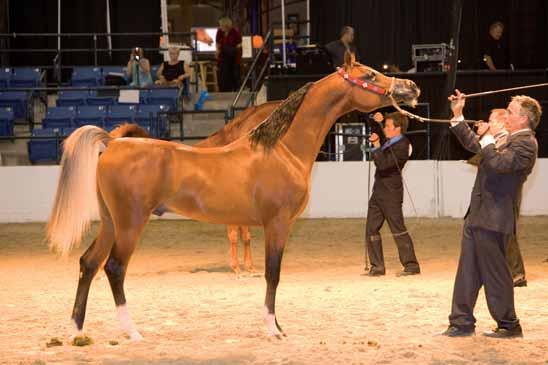 Warad Al Khalidiah, a son of Thee Ricochet out of Psyches Kyss was named the Junior Champion