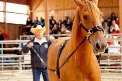 helping riders to understand biomechanics of horse riding and how to help horse