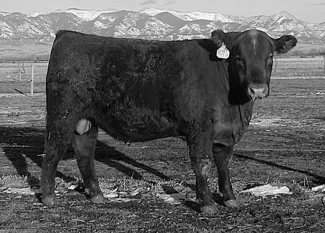 13 0.01 64 668 99 1174 102 35.5 R36 is a very low BW bull that really did well on test. He has outstanding balance in all traits. Gain ratio 105, wda ratio 101.