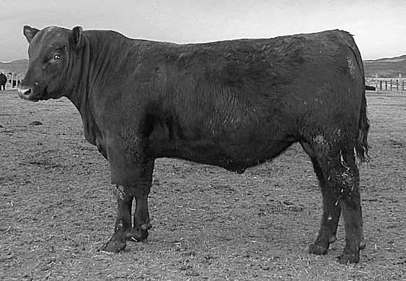 BLOCKANA 50M-113 0.3 28 57 23 37 15 0.02 0.07 0.02 86 679 ET 1167 ET 35 33 A full brother topped our sale in 2004 to McCoy Cattle Co.