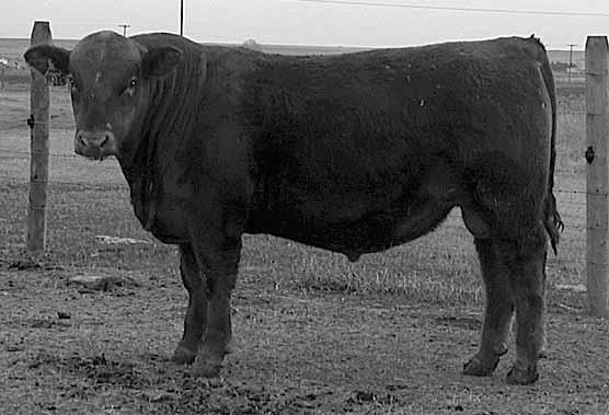 These Grand Canyon sons should sire some really good females. 6 LUCHT GRAND MONTANA R034 01/20/2005 Reg No.