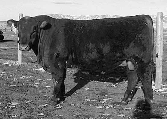 His dam is a Rambo 502 daughter that is a full sister to DKK Power Surge 708 (a Denver Champion bull). This bull seems to carry a lot of the muscle pattern of his maternal grand sire.