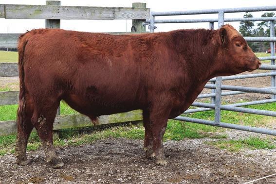 25 This is a moderate framed bull with a long thick body and should work well on heifers. If you like EPD s, you ll love this one.